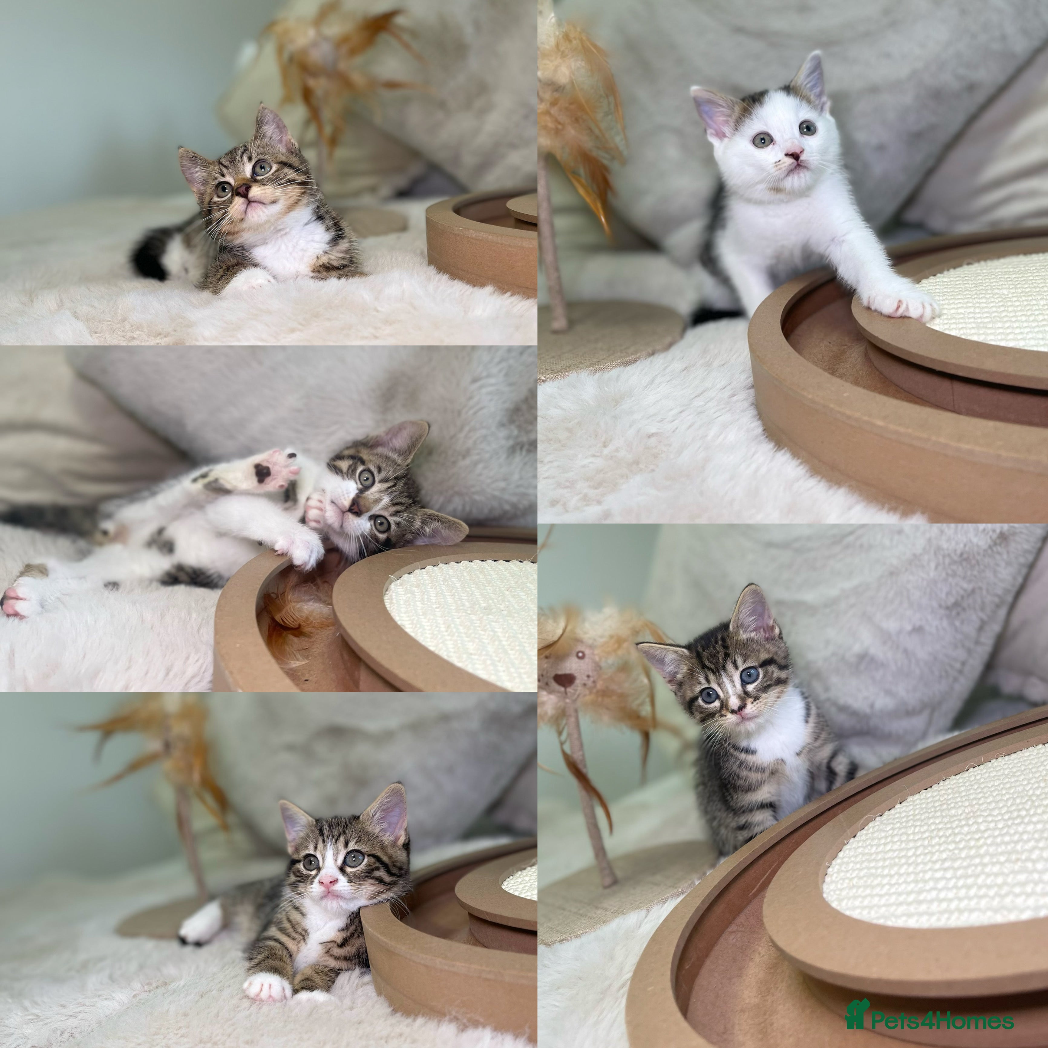 Mixed Breed cats Beautiful kittens 8 weeks old ready now  - Advert 1