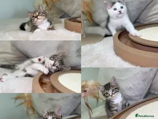 Mixed Breed cats Beautiful kittens 8 weeks old ready now - Advert 1