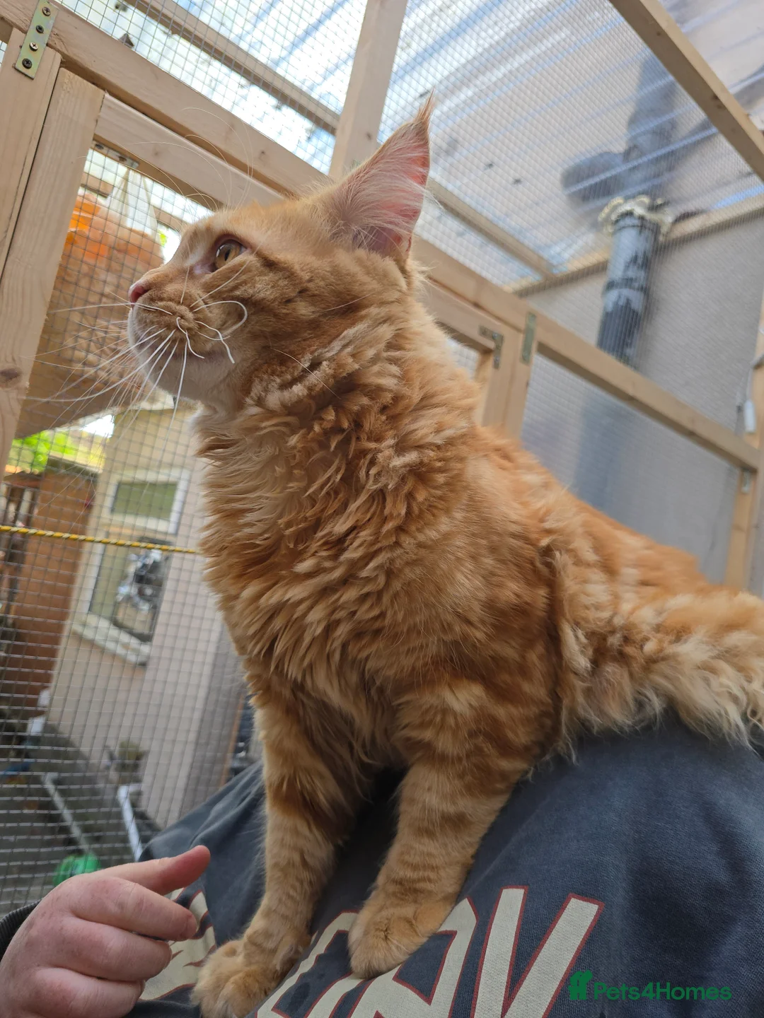 Maine Coon cats for stud: Maine Coon Large Red Tabby over 10kg in Hull - Advert 13