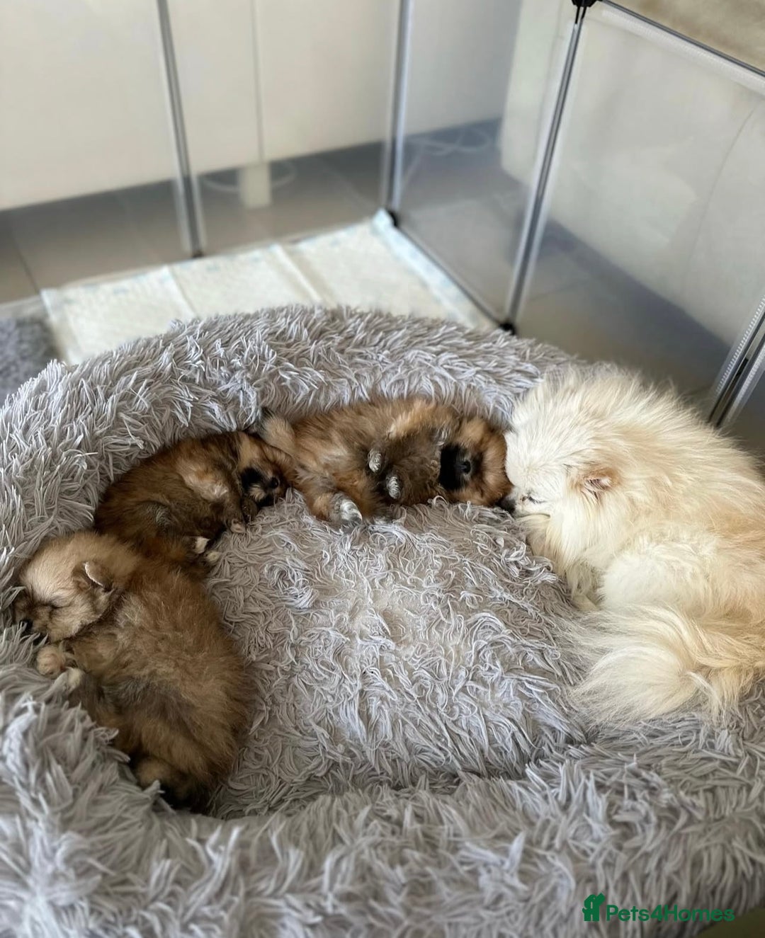 Pomeranian dogs for sale: Kc reg Pomerania  - Image 5