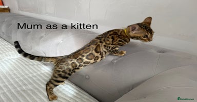 Bengal cats - Advert 3