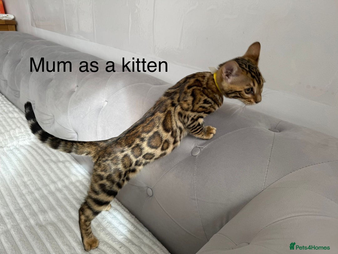 Bengal cats for sale: 💕 Adorable Rosetted bengal Kittens 💕 - Image 2