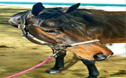 Irish Thoroughbred horses for sale: Very well mannered tb  - Image 3