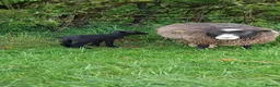 Sheep livestock for sale: Shetland starter flock in Wetherby - Advert 1