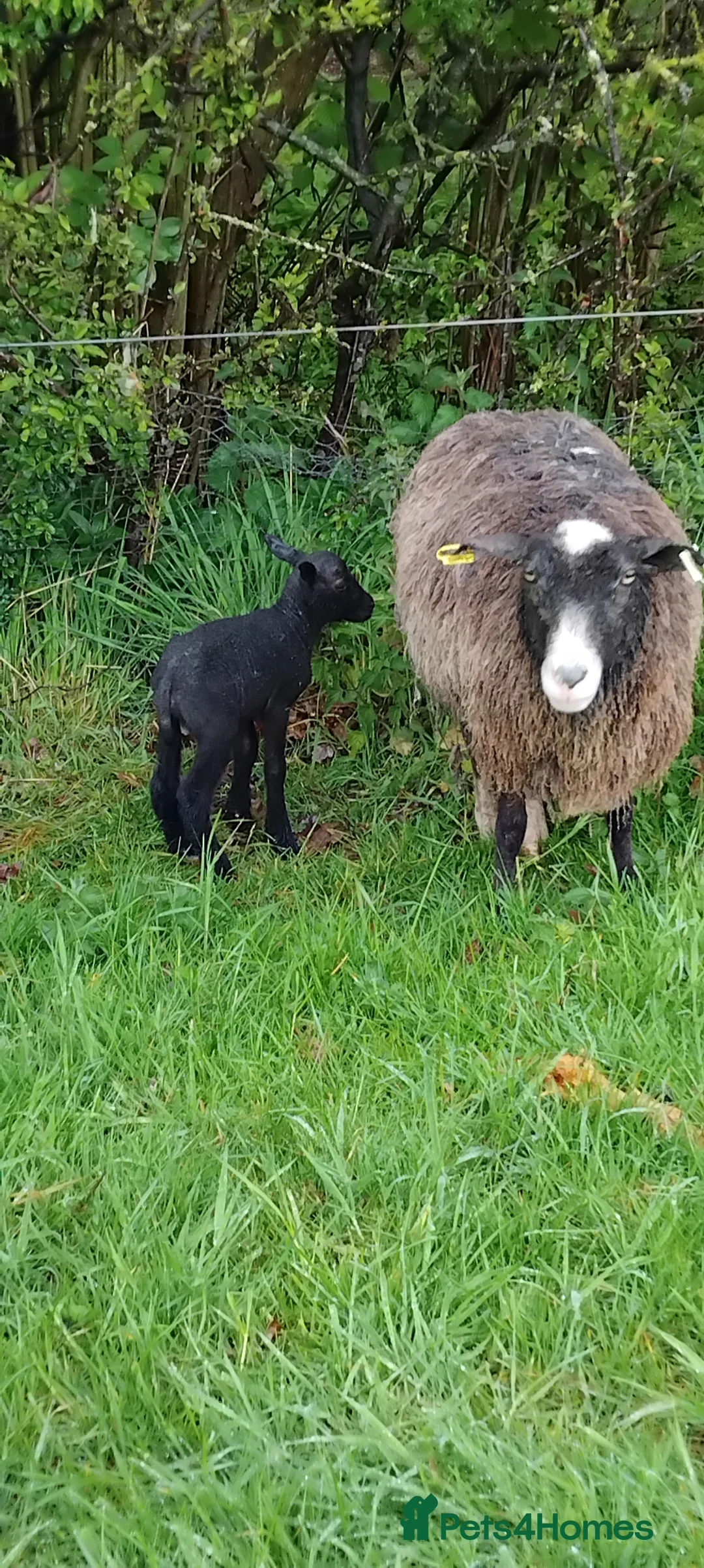 Sheep livestock for sale: Shetland starter flock in Wetherby - Advert 1