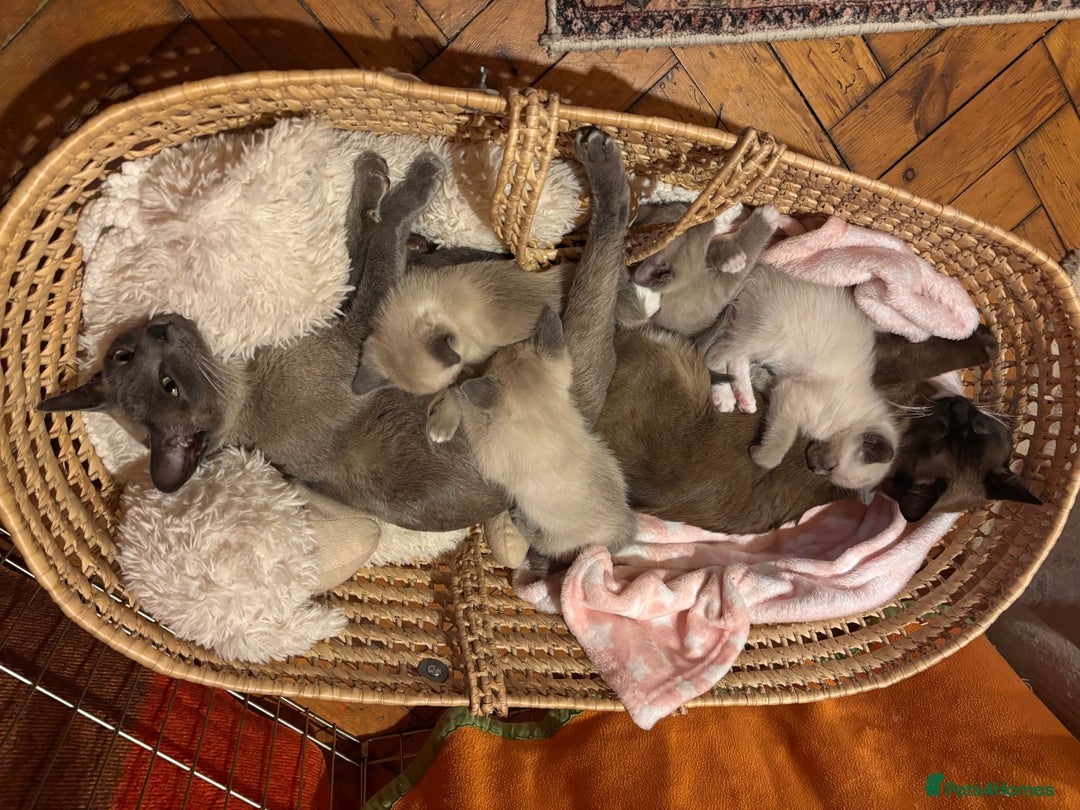 Tonkinese cats for sale: Exquisite Tonkdolls - Advert 3