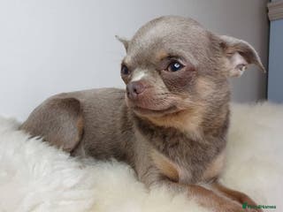 Chihuahua dogs KC 1.5KG CHIHUAHUA lilac stud! in Thirsk - Advert 12