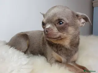 Chihuahua dogs KC 1.5KG CHIHUAHUA lilac stud! in Thirsk - Advert 21