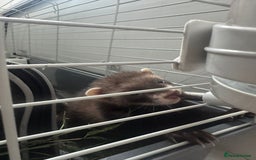 Ferret rodents for sale: ferret jills for sale - Image 9