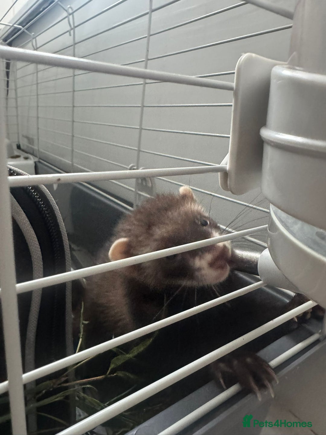Ferret rodents for sale: ferret jills for sale - Image 9
