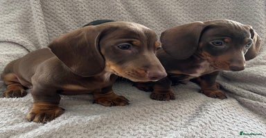 Dachshund dogs - Advert 4