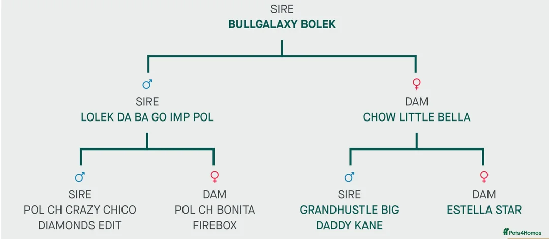 English Bull Terrier dogs for stud: KC registered stud - Advert 8