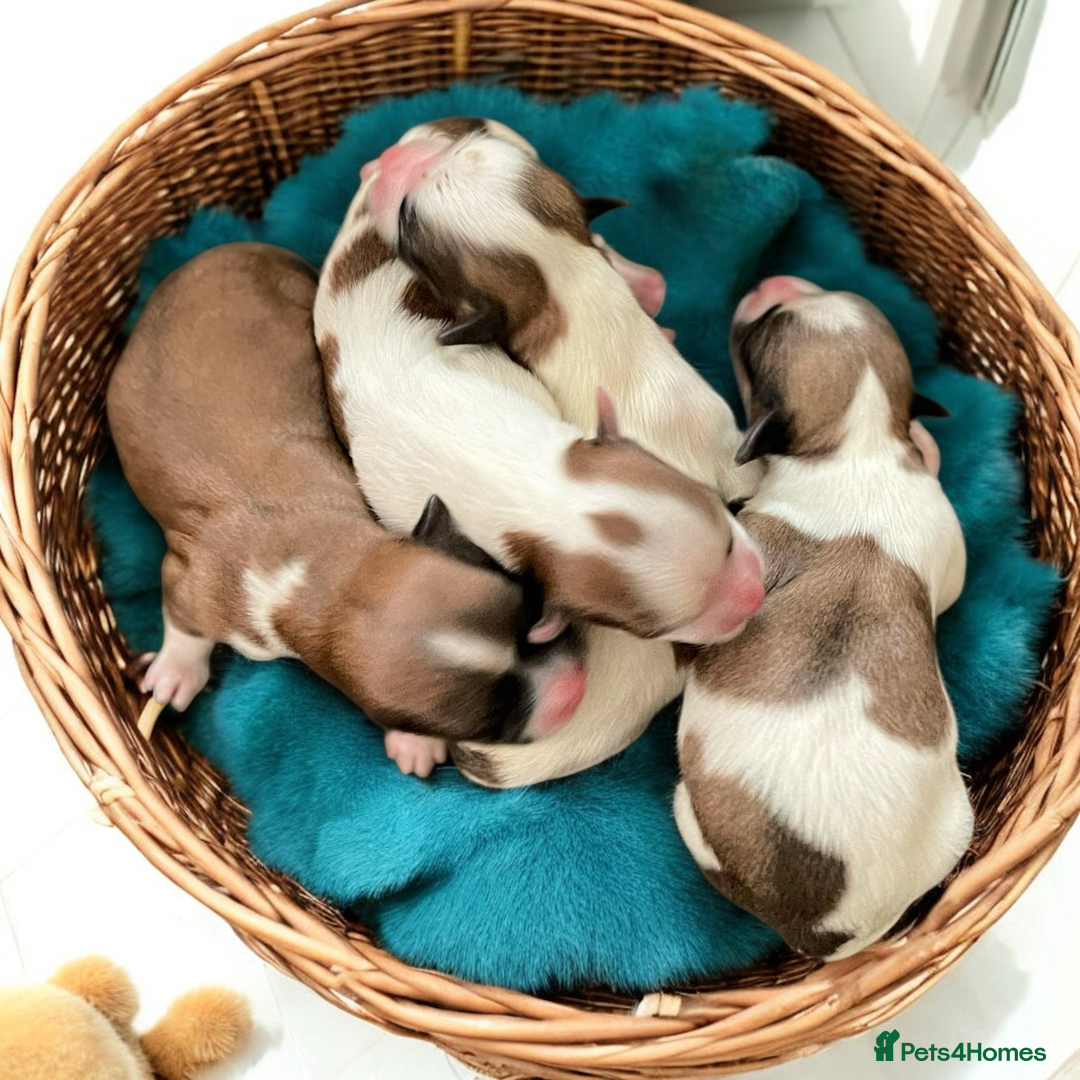 Havanese dogs for sale: Purebred KC Havanese puppies COI 0,2% - Image 1