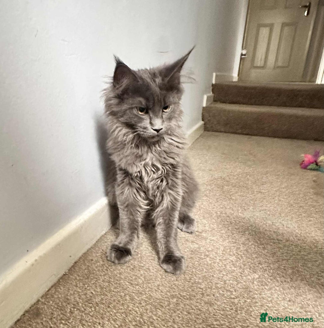 Maine Coon cats for sale: Stunning Maine Coon Kittens (Tica Registered)  in Colchester - Image 22
