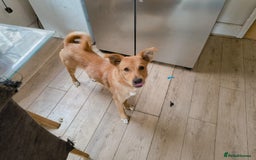 Mixed Breed dogs for sale: 7 Month Old Mixed Breed Puppy - Image 1