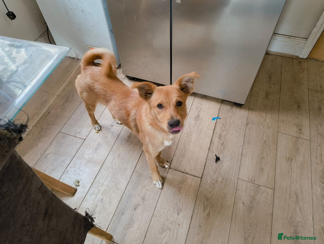 Mixed Breed dogs for sale: 7 Month Old Mixed Breed Puppy - Image 1