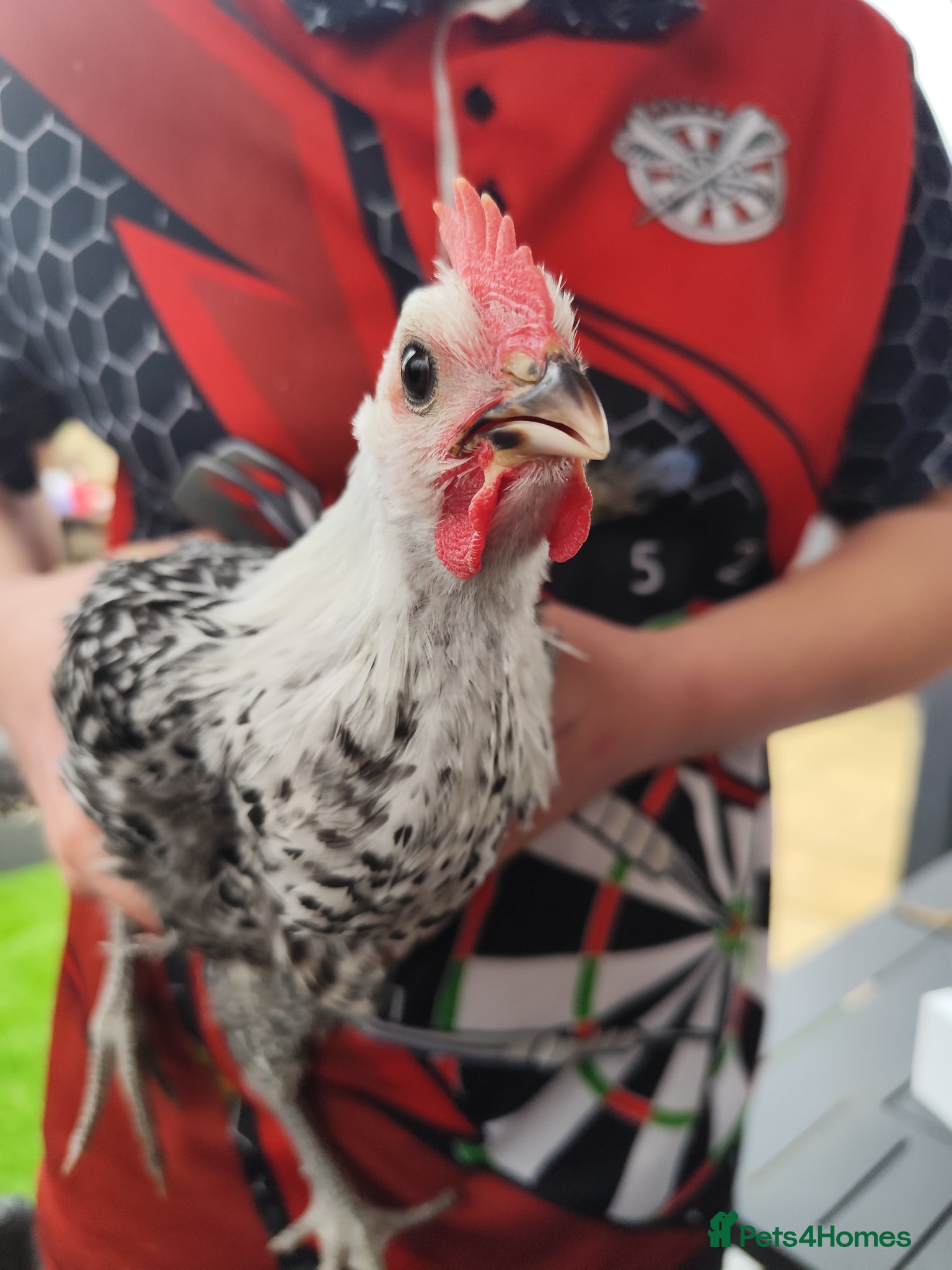 Chickens poultry Beautiful cockerel/rooster  - Advert 1
