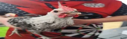 Chickens poultry for sale: Beautiful cockerel/rooster  in Stoke-on-Trent - Advert 1