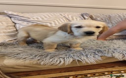 Golden Retriever dogs for sale: Gentle and loving Golden Retriever puppiess  - Image 18