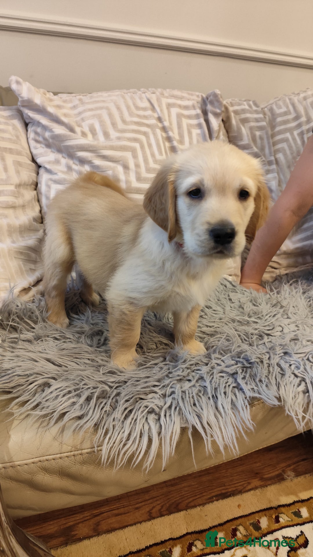 Golden Retriever dogs for sale: Gentle and loving Golden Retriever puppiess  - Image 18