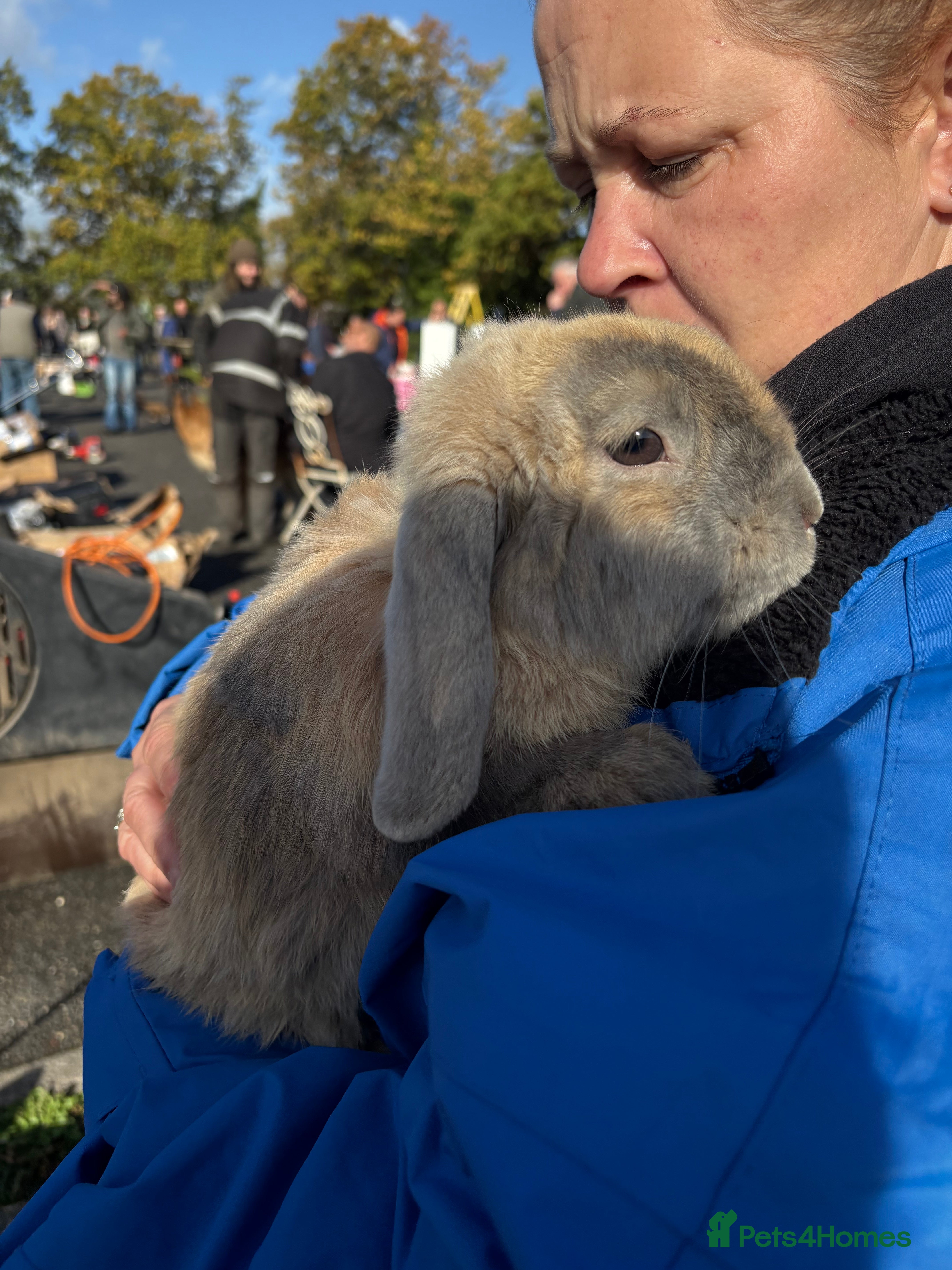 Cashmere Lop rabbits Mini cashmere lop (male) - Advert 2