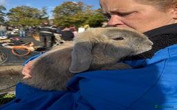 Cashmere Lop rabbits for sale: Mini cashmere lop (male) - Image 1