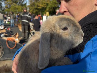 Cashmere Lop rabbits Mini cashmere lop (male) - Advert 2