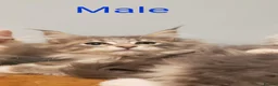 Maine Coon cats for sale: Pure Maine Coon Kittens Registered  - Advert 8