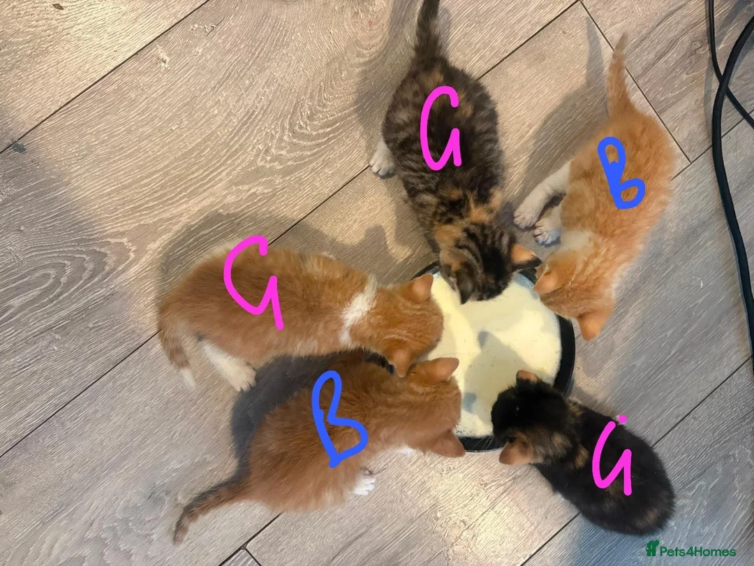 Mixed Breed cats for sale: 5 gorgeous kittens  in Feltham - Advert 2