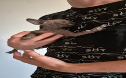 Sphynx cats for sale: Silver elf and black little babies - Image 10