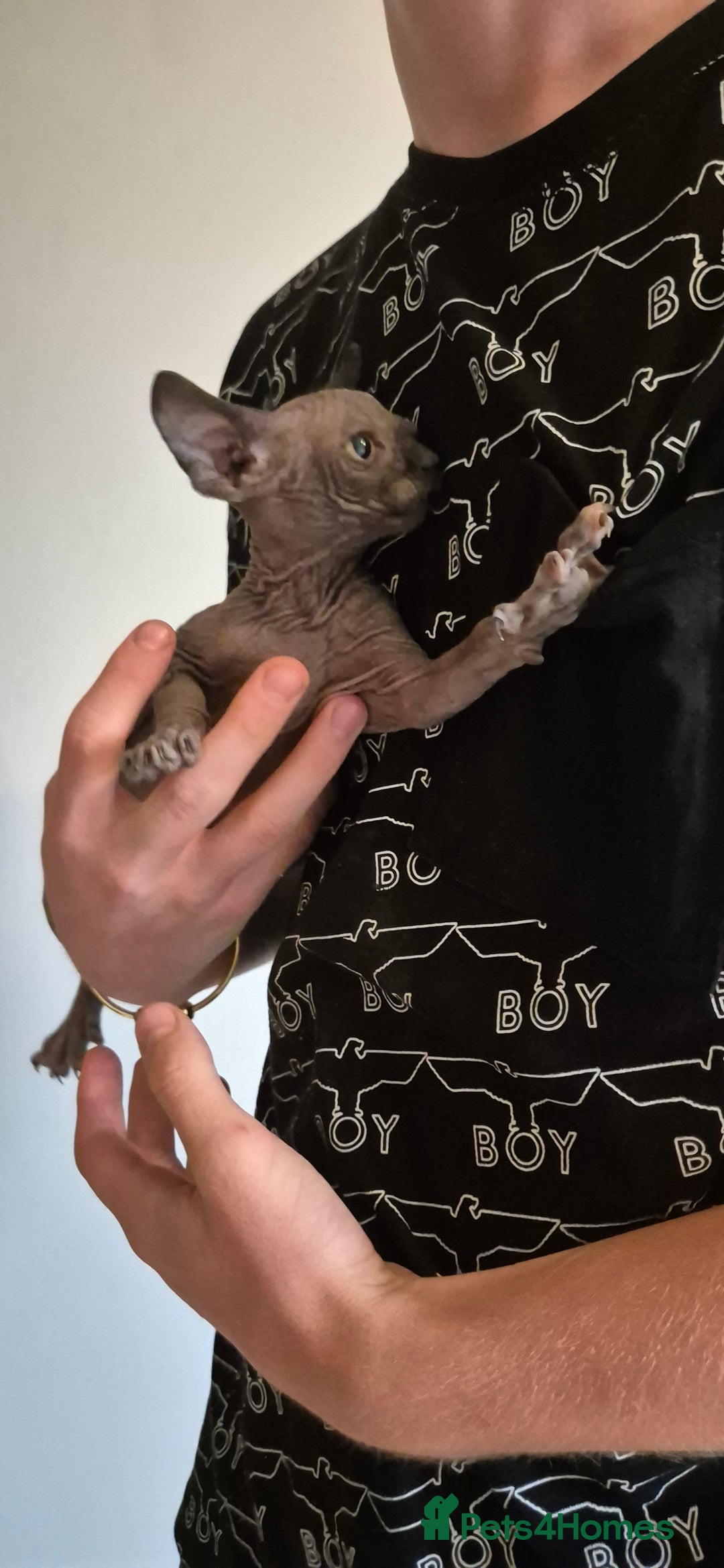 Sphynx cats for sale: Silver elf and black little babies - Image 10