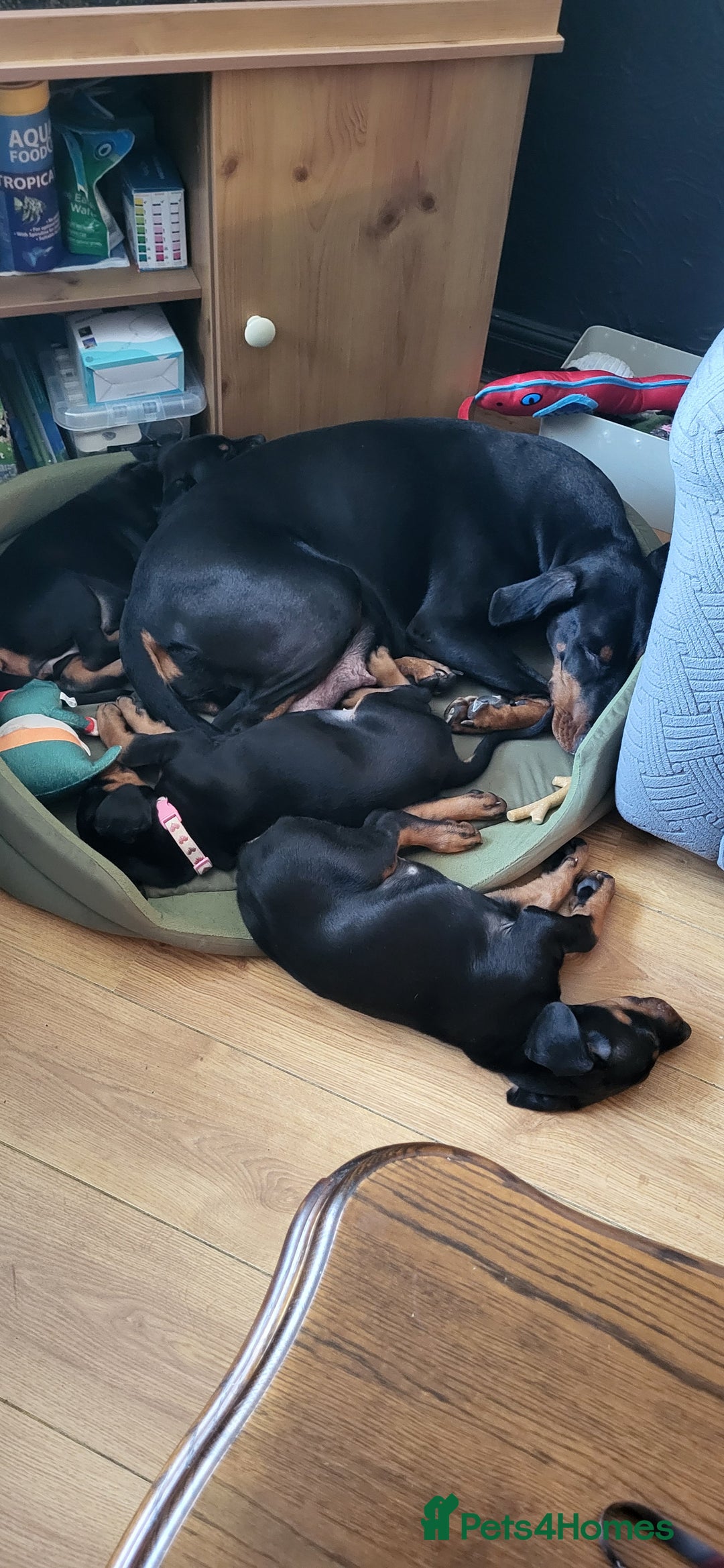 Dobermann dogs for sale: 2 beautiful doberman puppies - Advert 5