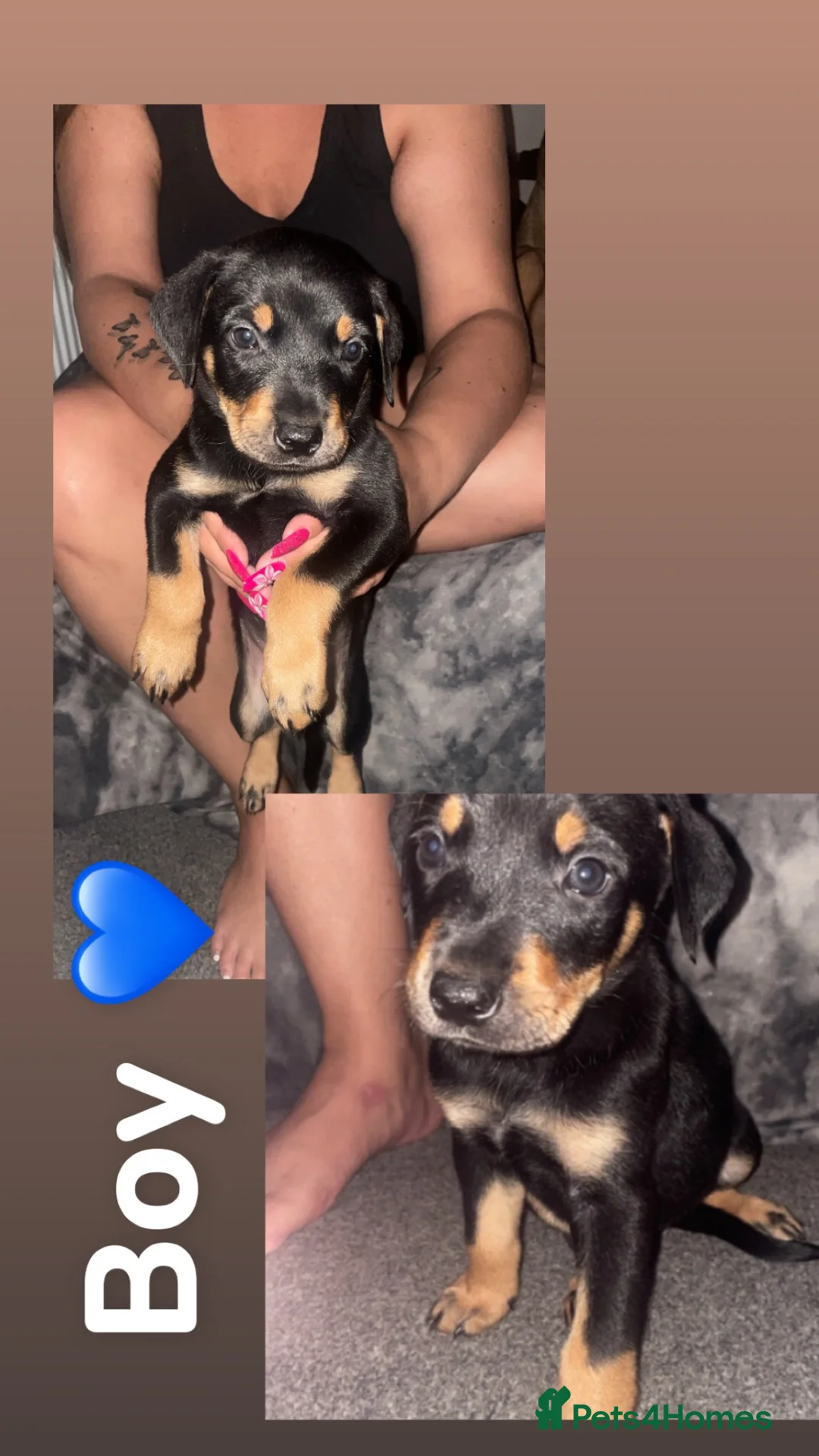 Mixed Breed dogs for sale: Puppies  in Nuneaton - Advert 1