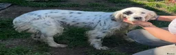 English Setter dogs for adoption: Dora   in Warrington - Advert 5