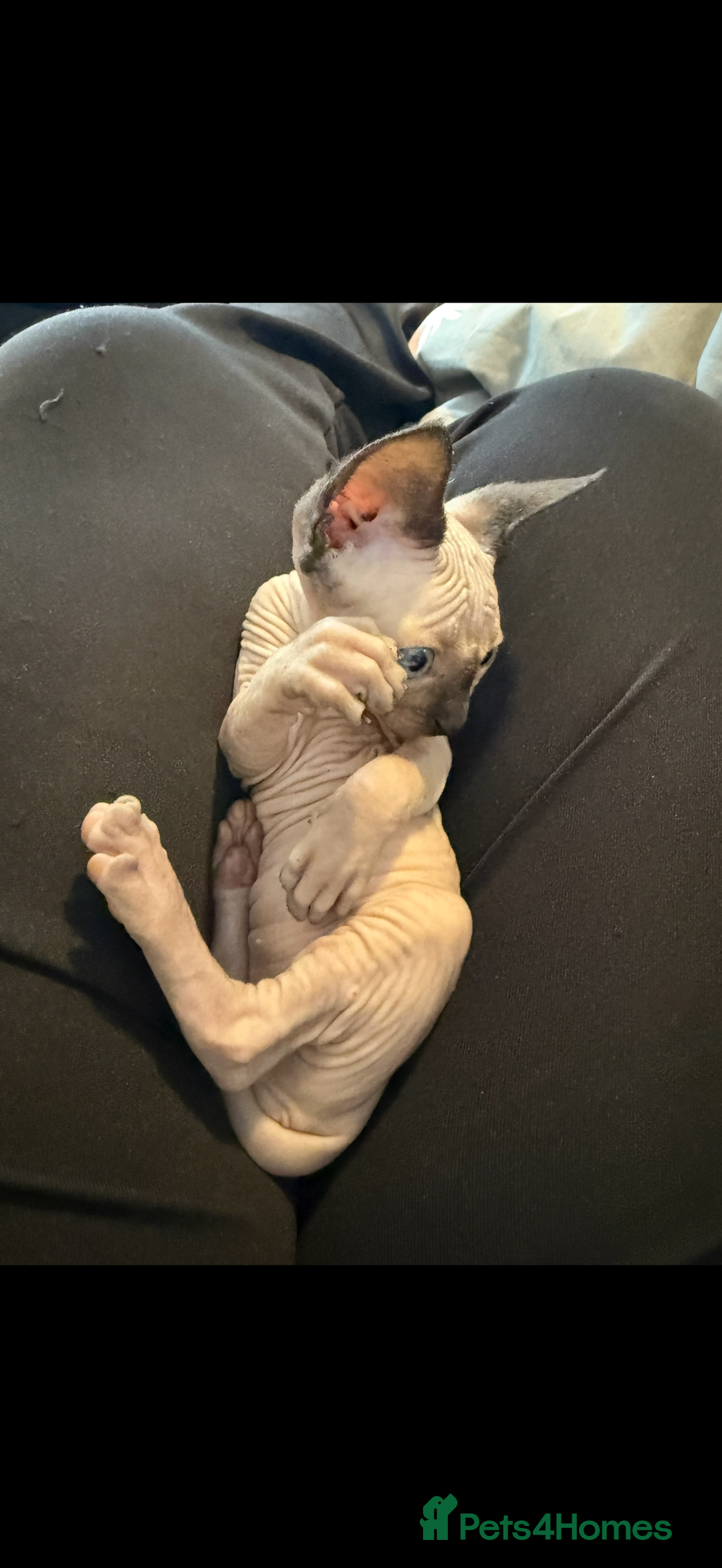 Sphynx cats for sale: sphynx canadian kittens ready to leave now  - Image 5