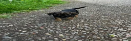 Border Terrier dogs for sale: Border terrier puppies - Advert 10