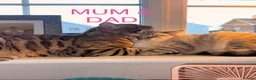 Mixed Breed cats for sale: Stunning Bengal Cross Ragdoll Kittens in Wickford - Advert 13