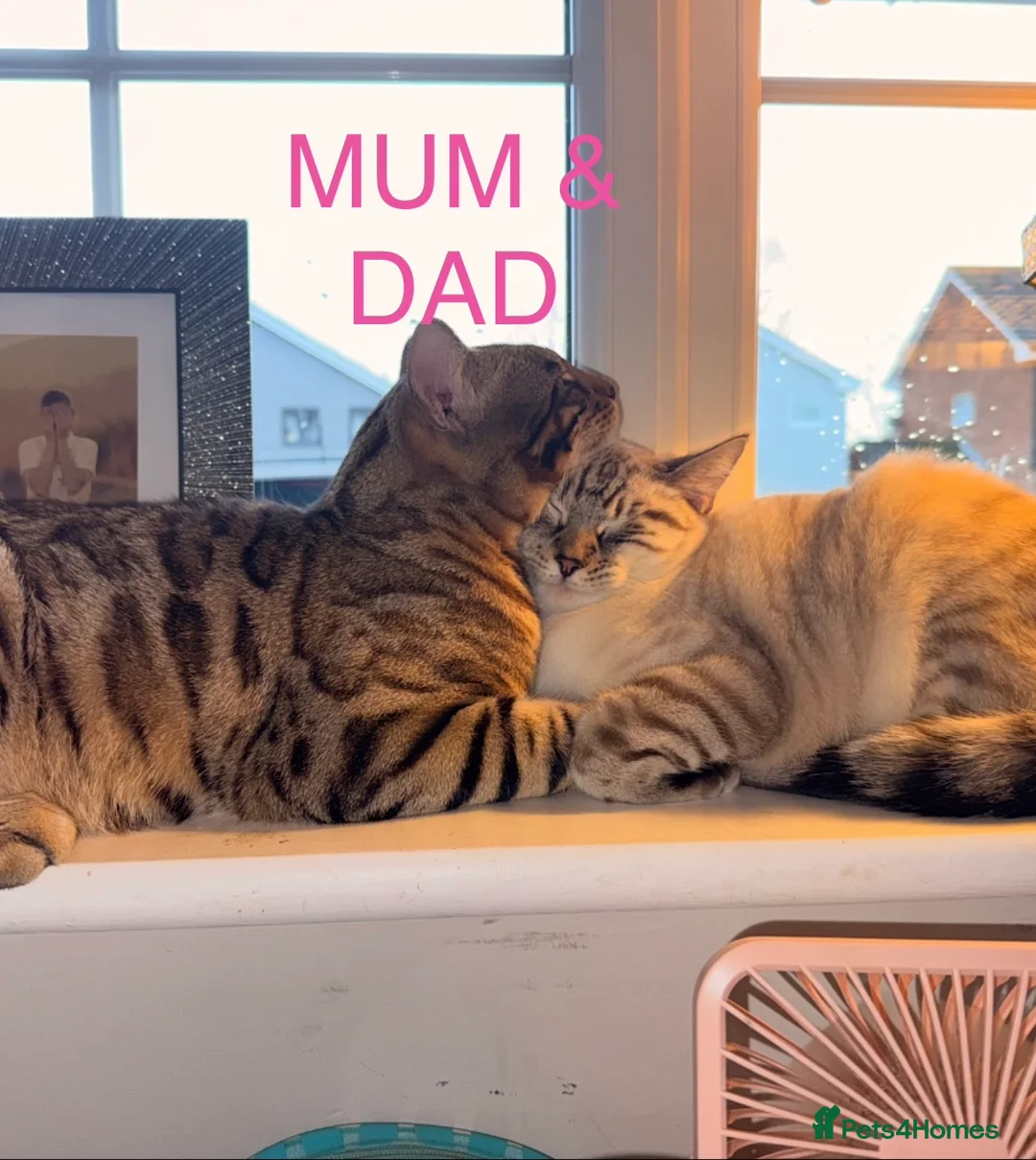 Mixed Breed cats for sale: Stunning Bengal Cross Ragdoll Kittens in Wickford - Advert 13