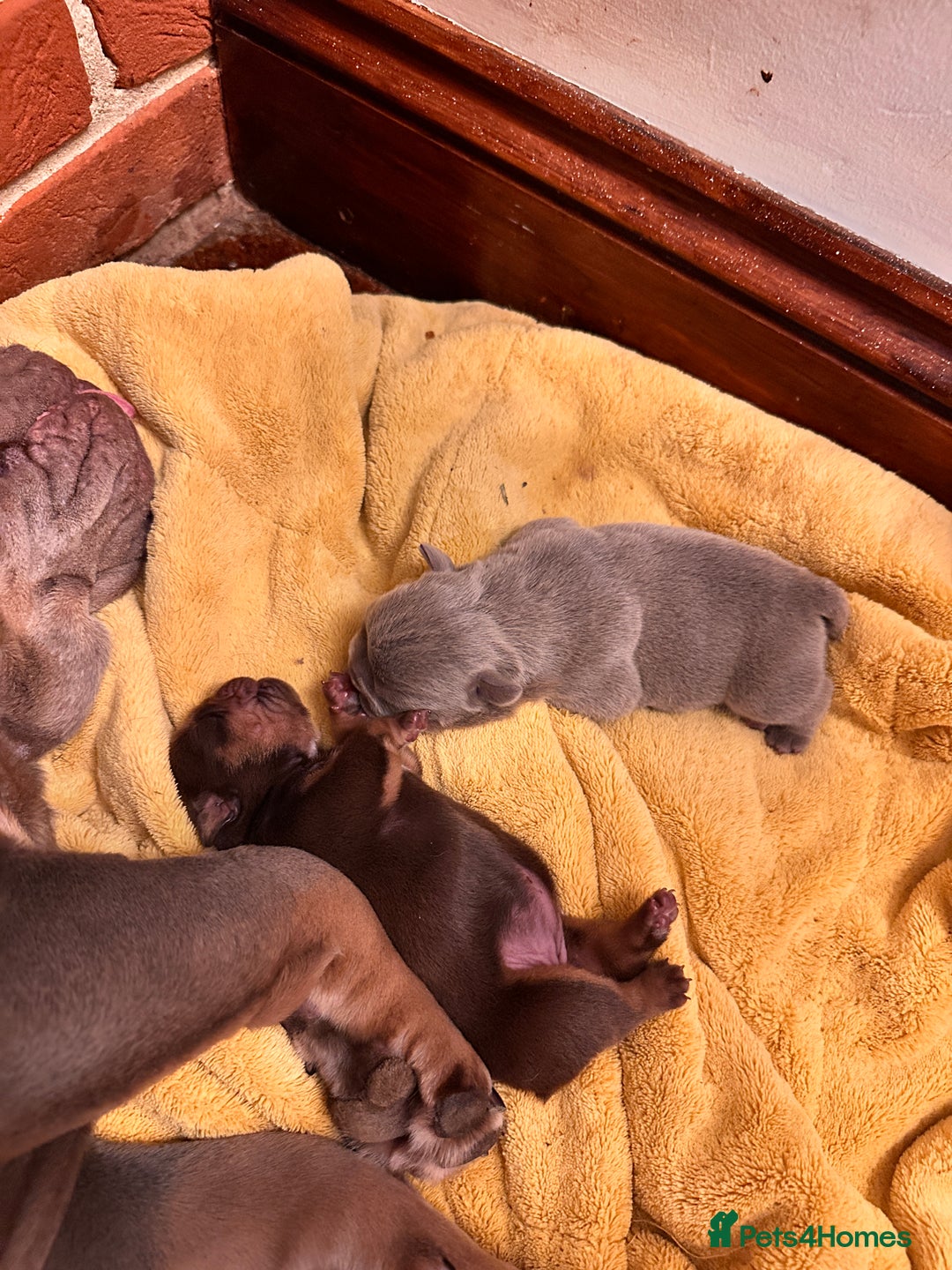 English Bulldog dogs for sale: English bulldogs  - Image 7