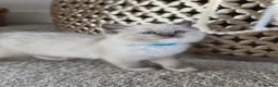 Ragdoll cats for sale: Zamir Ragdoll Family - Advert 14