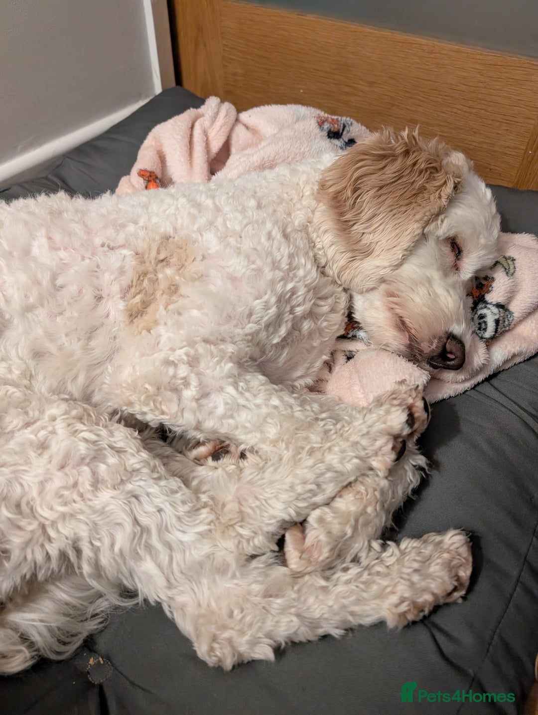 Cavapoo dogs for sale: Loveable two year-old Cavapoo Dolly - Advert 7