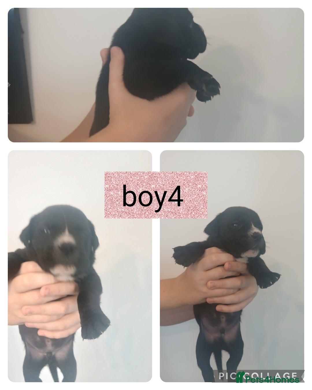Mixed Breed dogs for sale: Beautiful mastiff cross pups - Image 21
