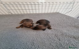 Miniature Dachshund dogs for sale: Minature dashshunds  - Image 4