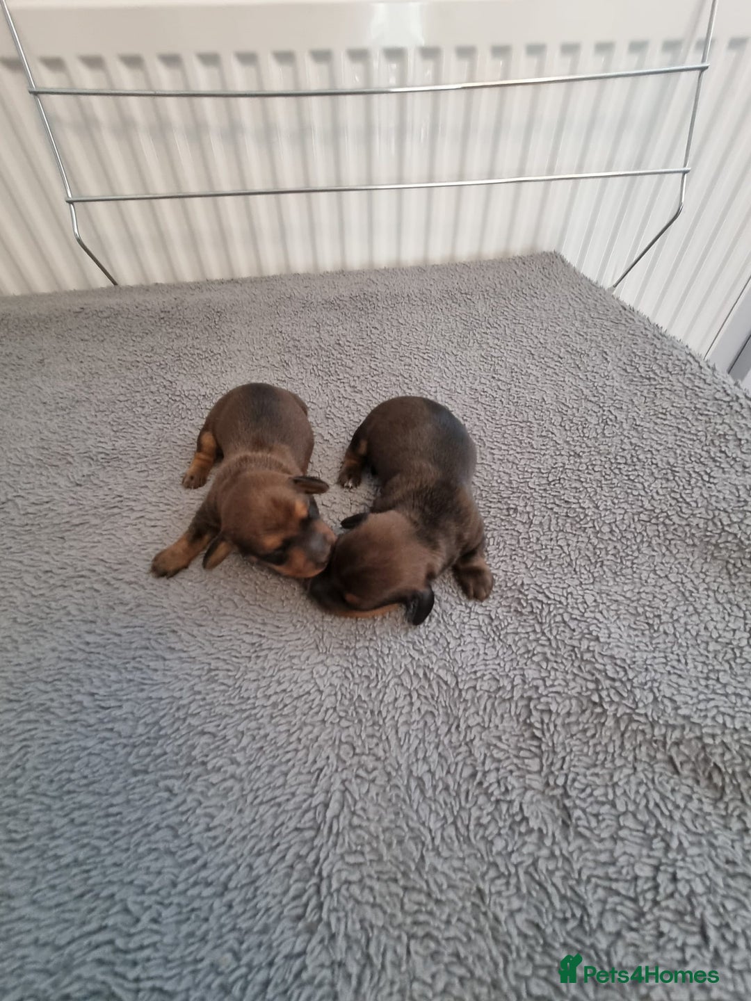Miniature Dachshund dogs for sale: Minature dashshunds  - Image 4