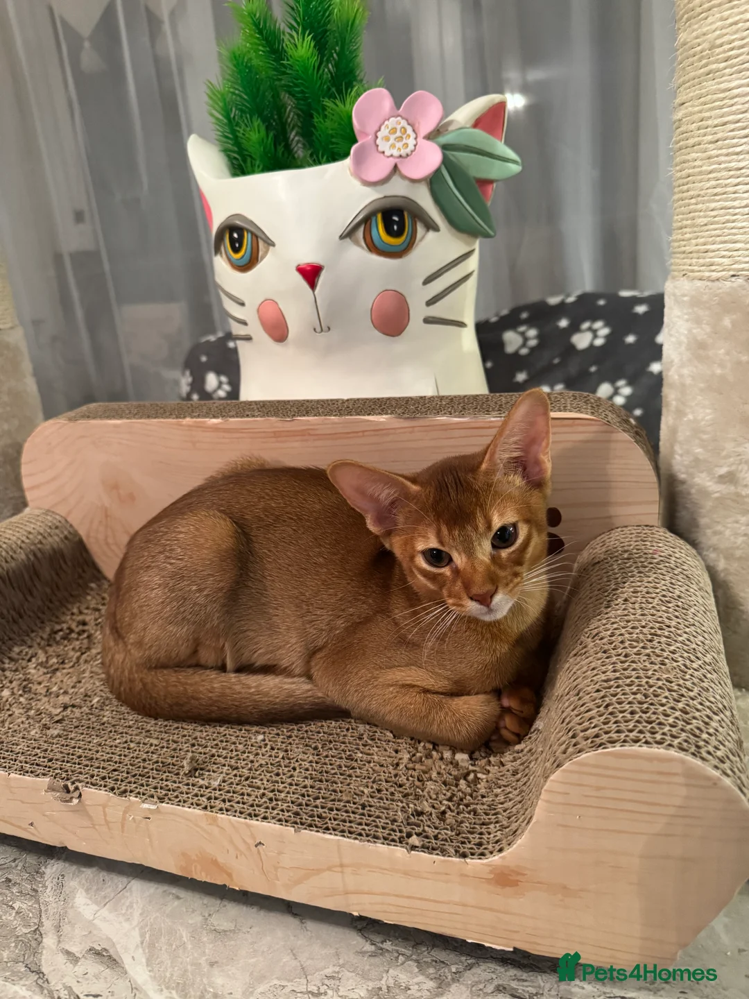 Abyssinian cats for sale: Abyssinian kittens looking for a new forever home - Advert 6