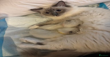Ragdoll cats - Advert 5