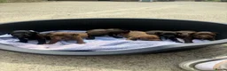 Patterdale Terrier dogs for sale: Patterdale Puppies - Advert 10