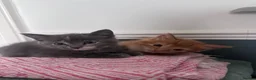Domestic Shorthair cats for sale: 3 Adorable Kittens Looking for Their Forever Homes - Advert 3