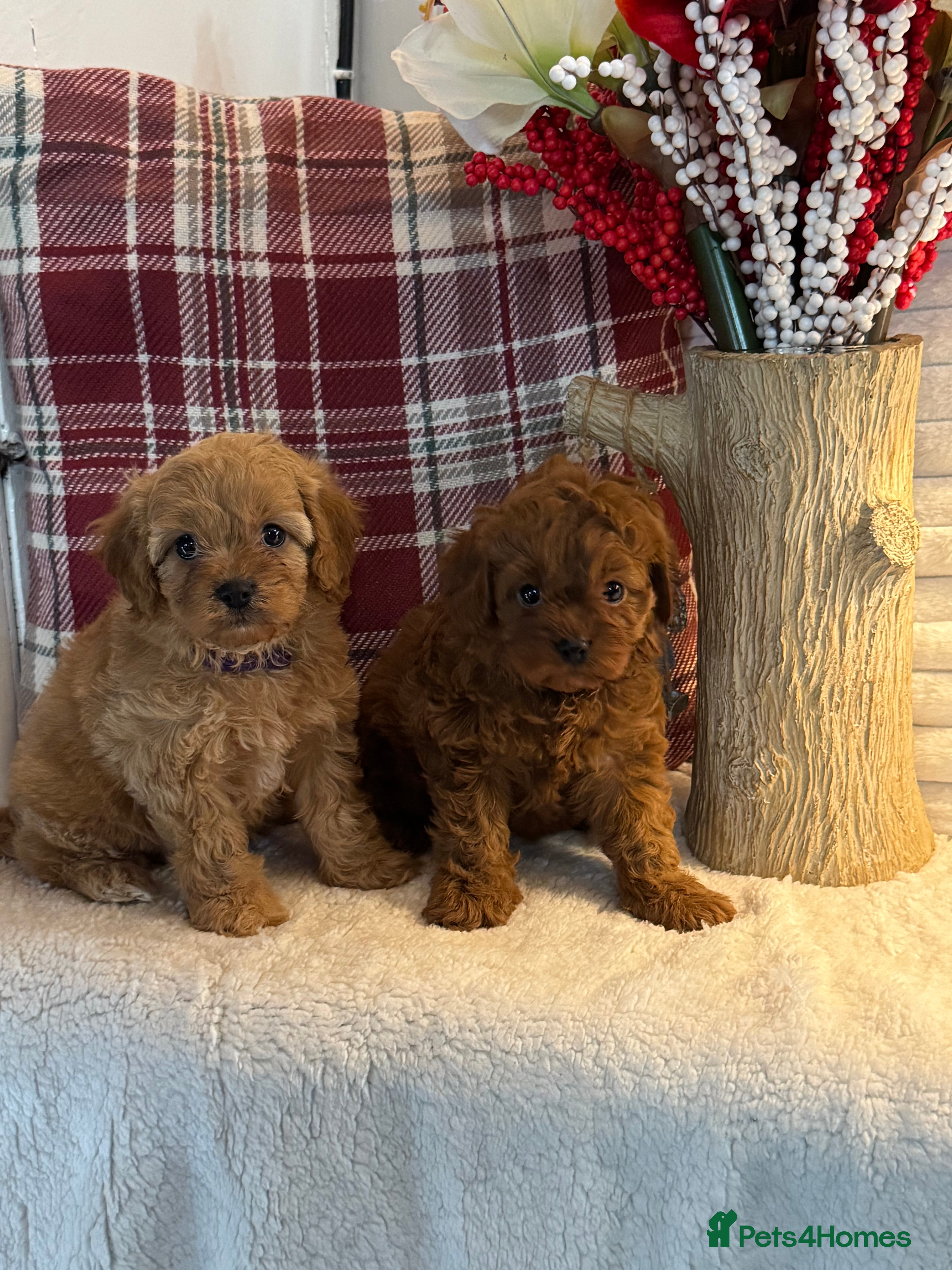 Cavapoo dogs 7 gorgeous Cavapoo puppies dna clear - Advert 2