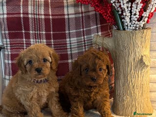 Cavapoo dogs 1 left gorgeous Cavapoo puppies dna clear - Advert 3
